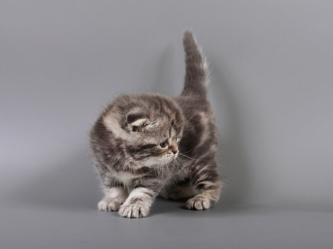 Small scottish fold kitten