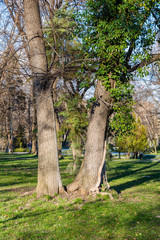 Trees in park