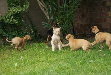 Greyhounds dogs happily playing outdoor in summer