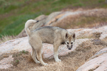Fototapeta premium reinrassige Grönlandhunde oder Husky aus Grönland/ Sisimiut