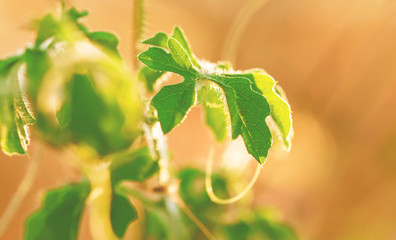 macro of Tree Leaves for nature background and save green concept,spa,soft and blur focus, made with gradient and filter colored.