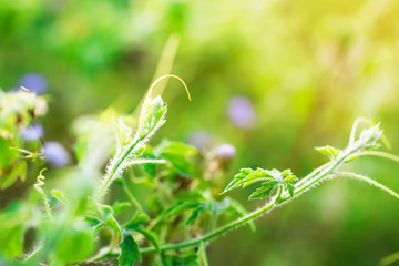 macro of Tree Leaves for nature background and save green concept,spa,soft and blur focus, made with gradient and filter colored.