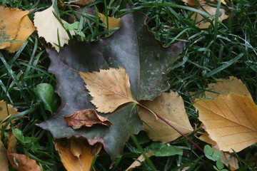 leaves