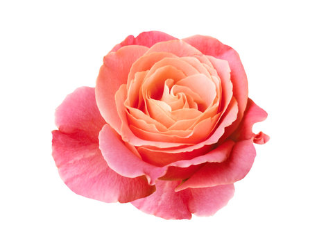 coral pink rose isolated on white background