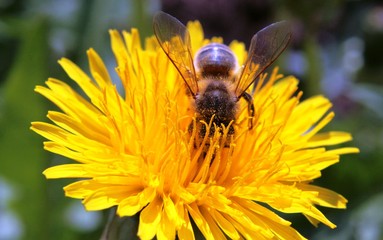 bee