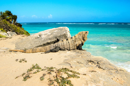 Mexican Iguana in the Yucatan peninsula, Mexico