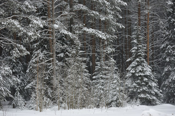 Snowfall in the taiga forest