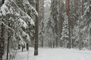 Snowfall in the taiga forest