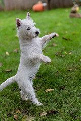 Purebred adult West Highland White Terrier dog