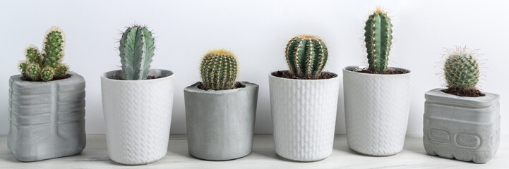 Panoramic view of cactuses in concrete diy pots on a white wall background