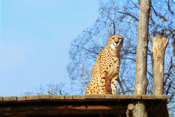 Fototapeta na wymiar Leopard sits. Place for text