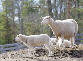 Obraz premium Sheep family in the pasture, trees in the background