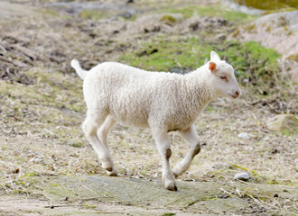 Naklejka na ściany i meble Cute white lamb eating walking in the pasture