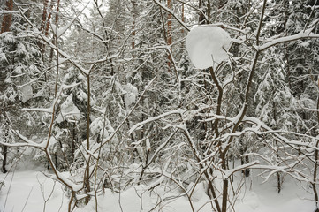 Snowfall in the taiga forest