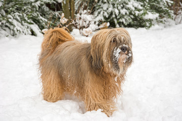 Long-haired tibetan terrier in the snow