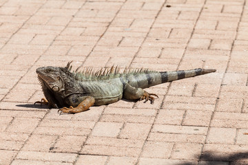 The common iguana. Tree lizard from Central America and South America.
