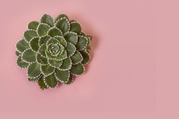 Single green succulent plant on a pink background