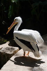 American White Pelican spread their wings on a black background