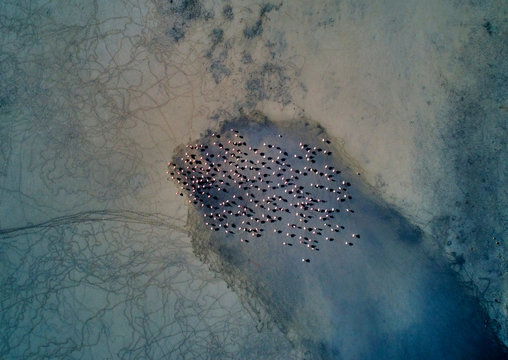 Aerial view of birds on landscape, Salar de Chalviri, Chalviri, Oruro, Bolivia, South America