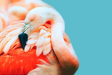 Gardinen Rosa Flamingokopf im Profil. Türkisfarbener Hintergrund. Platz für Text © Maksim
