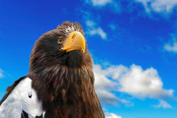Portrait of an eagle against the sky with clouds