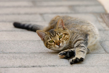 Tabby kitten feels well, lying and stretching on a street 