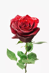 Naklejka premium Beautiful fresh red rose, isolated on white background