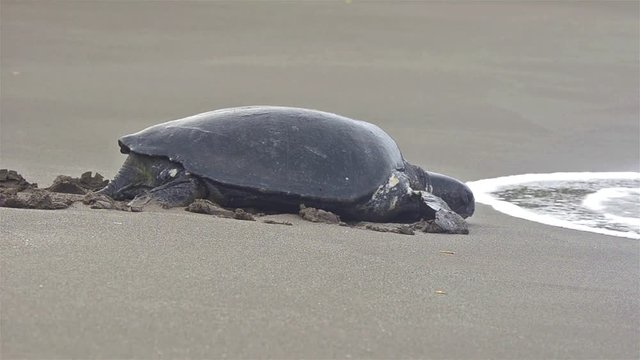 Green sea turtle returning to the ocean at Playa Espumilla on Santiago Island in the Galapagos Islands National Park and Marine Reserve, Ecuador. 