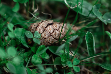 A pine cone on the grass