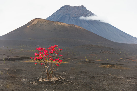 Red leaves growing on tree by volcano, Fogo, Cape Verde, Africa
