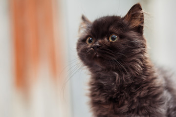 female Black cat on Blur background