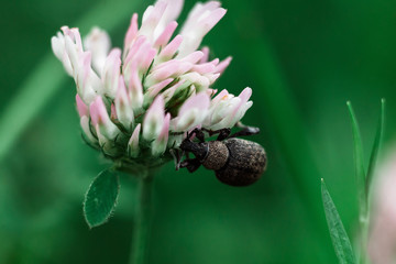 The beetle sits on a white flower