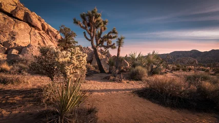 Fotobehang Chocoladebruin Sunset on the desert landscape in Joshua Tree National Park, California  © frank1crayon