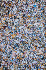 Coquillages sur la plage