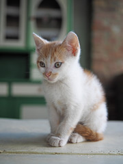 little kitten in the courtyard of the village house