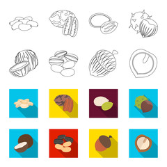 Coconut, acorn, sunflower seeds, manchueian walnut.Different kinds of nuts set collection icons in outline,flet style vector symbol stock illustration web. © pandavector