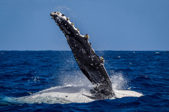 Humpback whale (Megaptera novaeangliae) in the waters of Tonga
