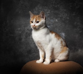 studio portrait of a sitting domestic cat