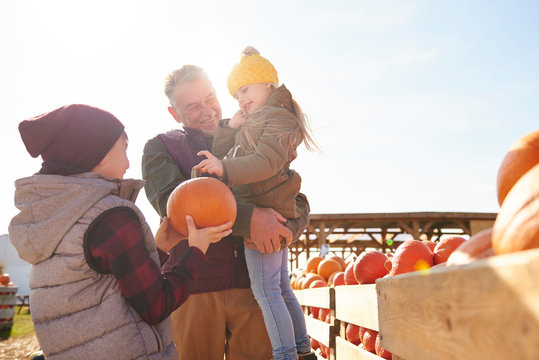 Girl and brother with grandfather selecting pumpkins in pumpkin patch field