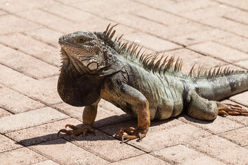 The common iguana. Tree lizard from Central America and South America.