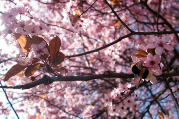 Pink Cherry blossom beauty