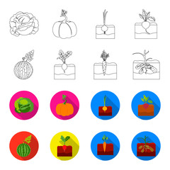 Watermelon, radish, carrots, potatoes. Plant set collection icons in outline,flet style vector symbol stock illustration web. © pandavector