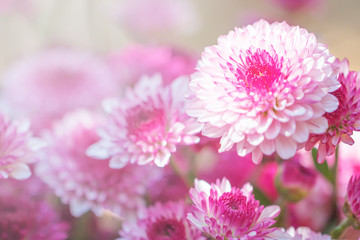 Colorful flowers chrysanthemum made with gradient for background,Abstract,texture,Soft and Blurred style.postcard.