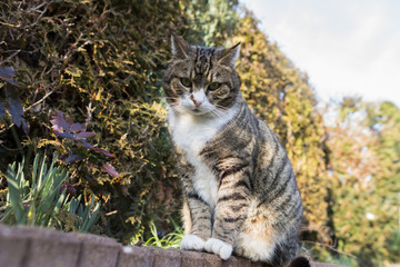 Katze im Garten 1