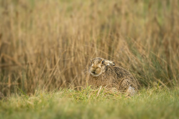 European Brown hare_000000899567_4