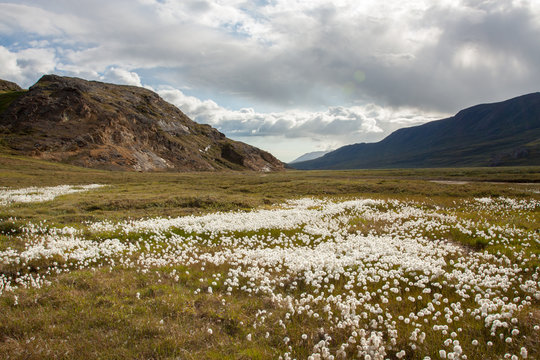 Tundra Landschaftsfotos vom Sommer in Gr&ouml;nland / Kalaallit Nunaat /Sisimiut