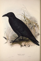Illustration of a bird