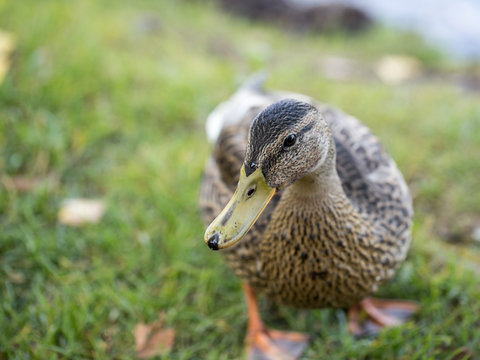 Wild duck by the water