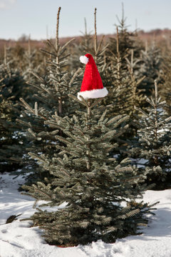 Santa hat on top of christmas tree in forest