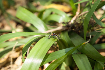 colorful hemiptera tropical rainforest insect